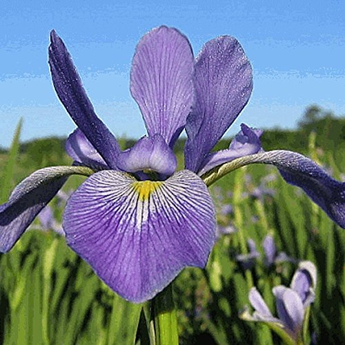 Best Flag Seeds