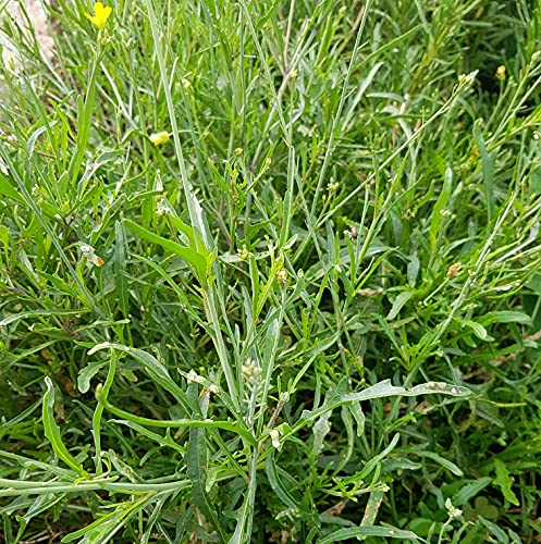 Earthcare Seeds Wild Arugula 1000 Seeds (Diplotaxis tenuifolia) Heirloom -