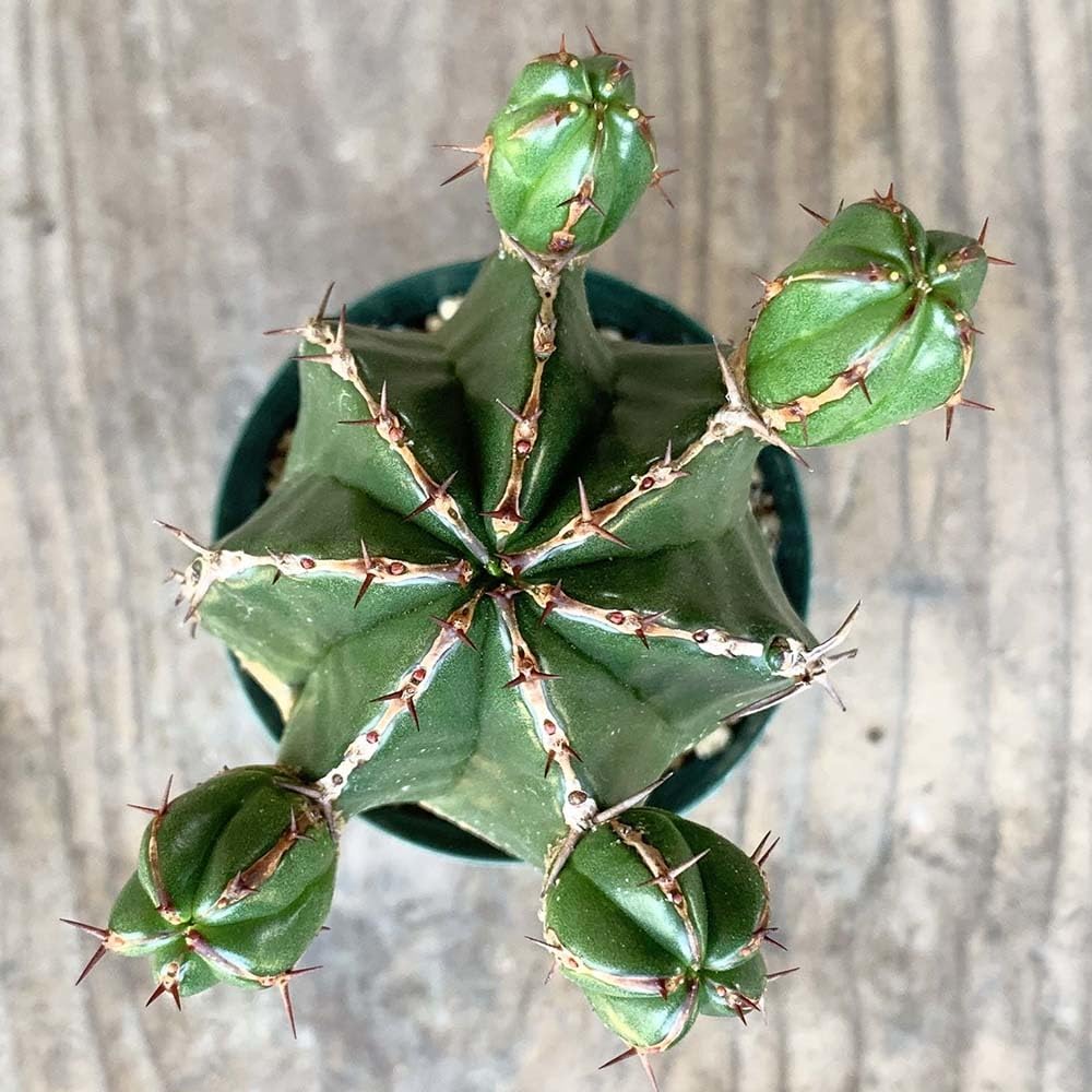 r*e様 B14255★オークション★ユーフォルビア ハンディエンシス 極上ヴィ Amazon.co.jp: ユーフォルビア ハンディエンシス 2号 *0743 : ホーム