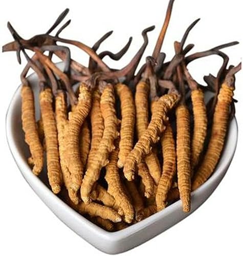 Cordyceps salvajes, hongo Cordyceps Sinensis entero del Himalyan, Yarsha Gumba genuino y muy raro, alto grado, aumenta la energía, reduce el estrés