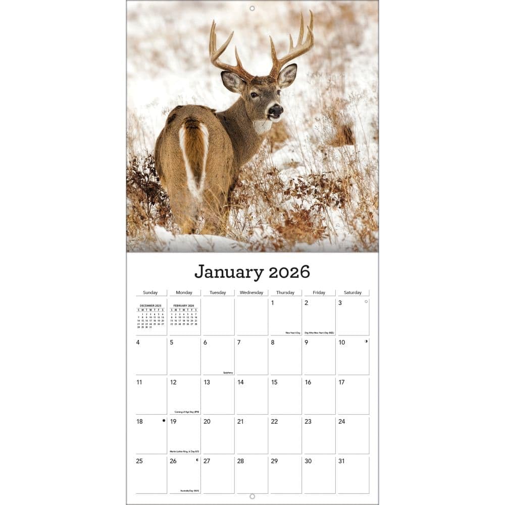 TURNER PHOTOGRAPHIC Calendario de pared con fotos de ciervo de cola blanca de 12 x 12 pulgadas (26998940059)