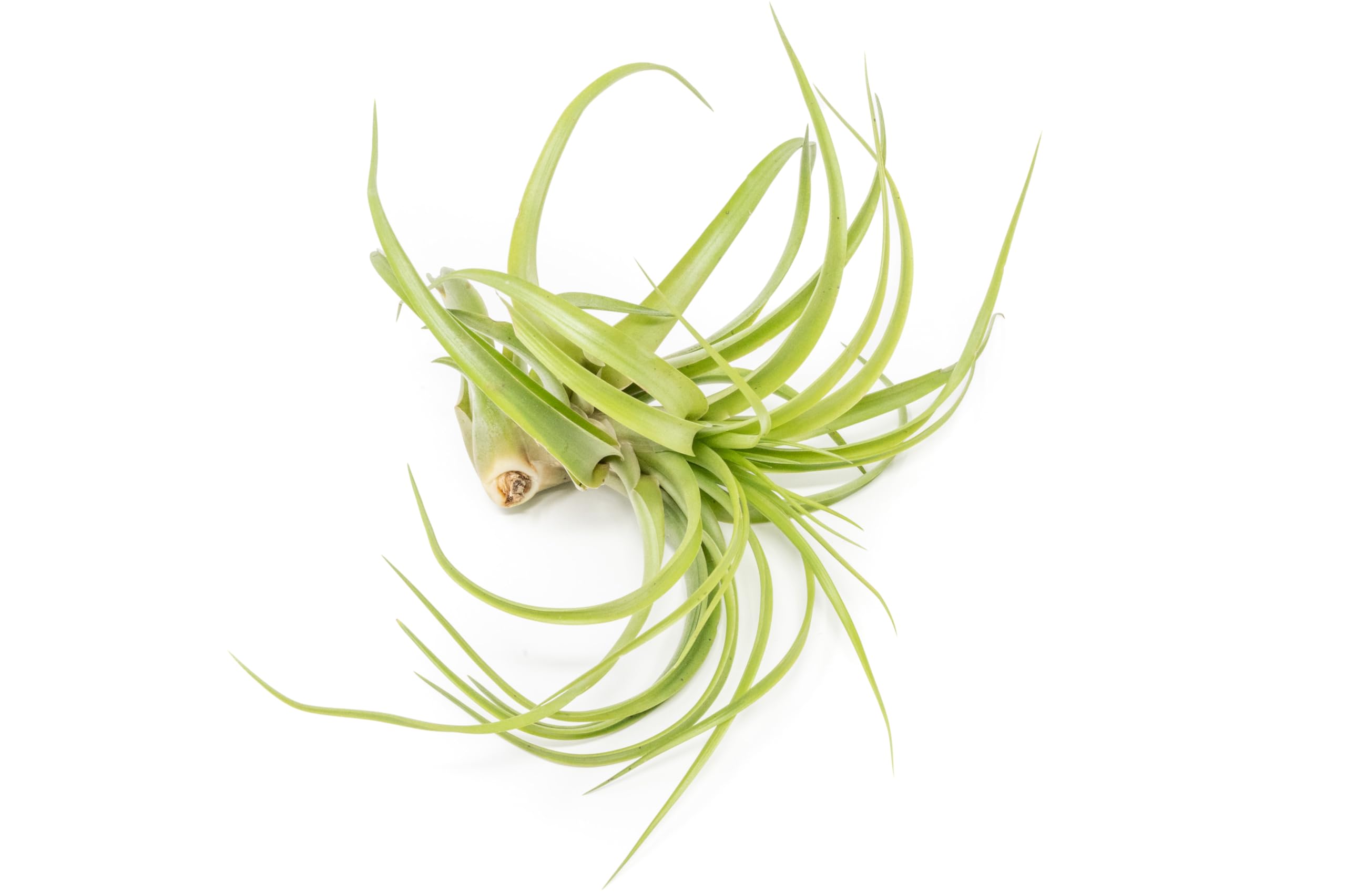 Air Plant Shop 5 Pack XL Tillandsia Abdita Brachycaulos- Wholesale and Bulk - Succulents - Live Tillandsia - Easy Care Indoor and Outdoor House Plants