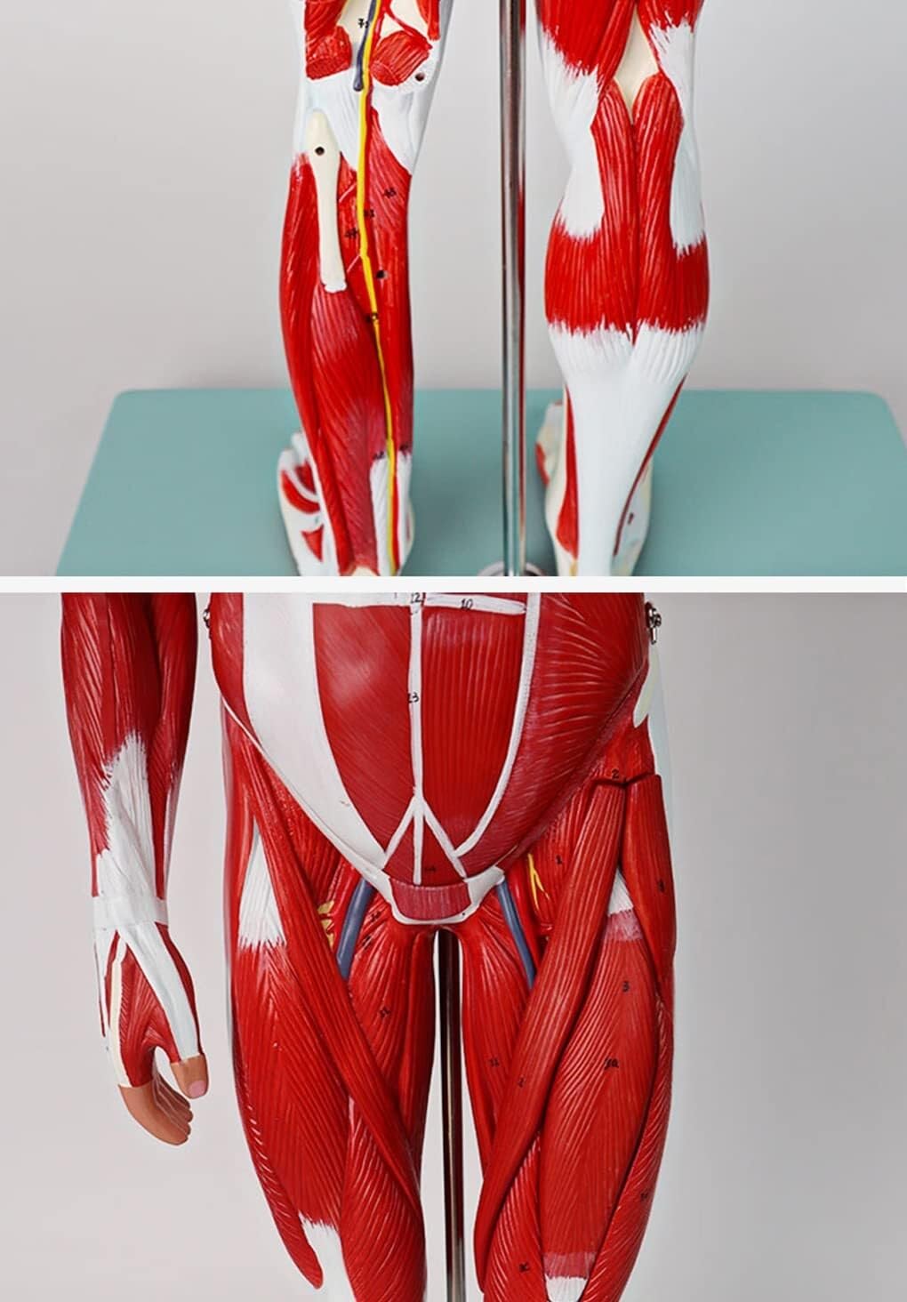 Modelo Muscular De Enseñanza Médica De Los Órganos Internos del Cuerpo Humano Simulación De Movimiento De Consumo De Tejido Anatómico