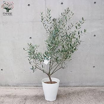 オリーブの木　ルッカ　7号　約100cm　NO.530　人気品種　一点物 オリーブの木 100cm 7号 ルッカ 一点物 剪定済み NO.54 - メルカリ