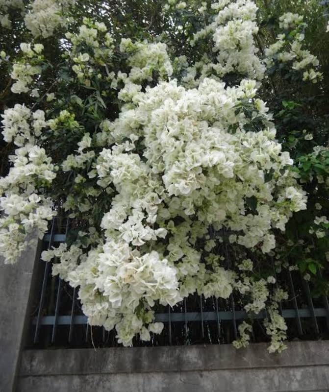 Balbasaur Live White Bougainvillea Plant In polybag (B0B86PB1ZV) Amazon Price History, Amazon Price Tracker