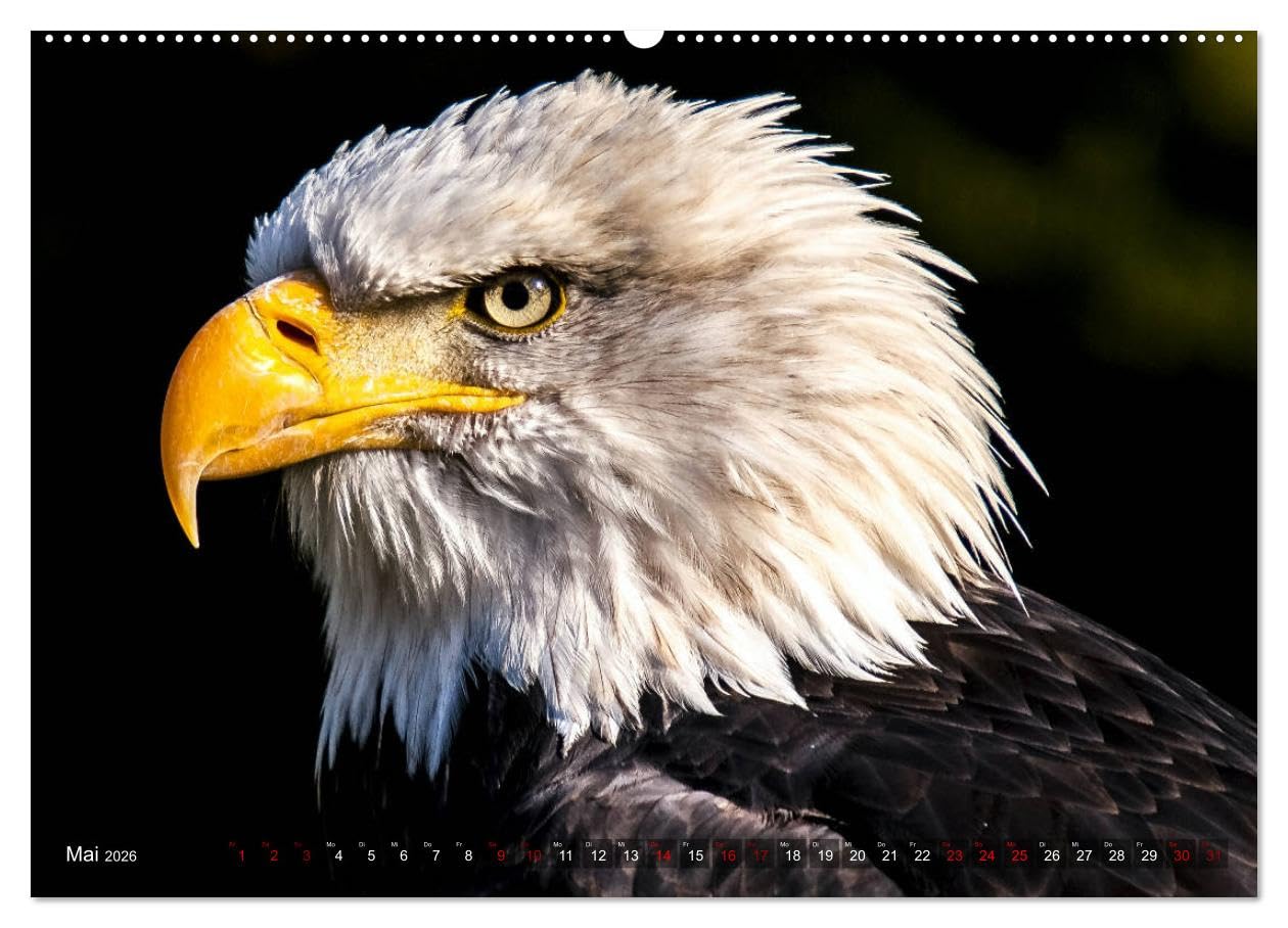 Raubvögel - lautlose Jäger (hochwertiger Premium Wandkalender 2026 DIN A2 quer), Kunstdruck in Hochglanz: Faszinierende Portraits von Greifvögeln und Eulen (CALVENDO Tiere)