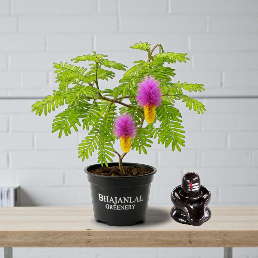 Bhajanlal Greenery Prosopis Cineraria (Shami Tree) Live Plant with Free Shivling | Vanni Maram | Banni Mara | Jammi Plant | Sacred Pooja & Vastu Plant | 4 Inch Pot