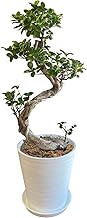 Hana Gift Corporation Banyan Tree Large Plant Real Celebration Opening Celebration No. 8 Banyan Tree Ornamental Leaves