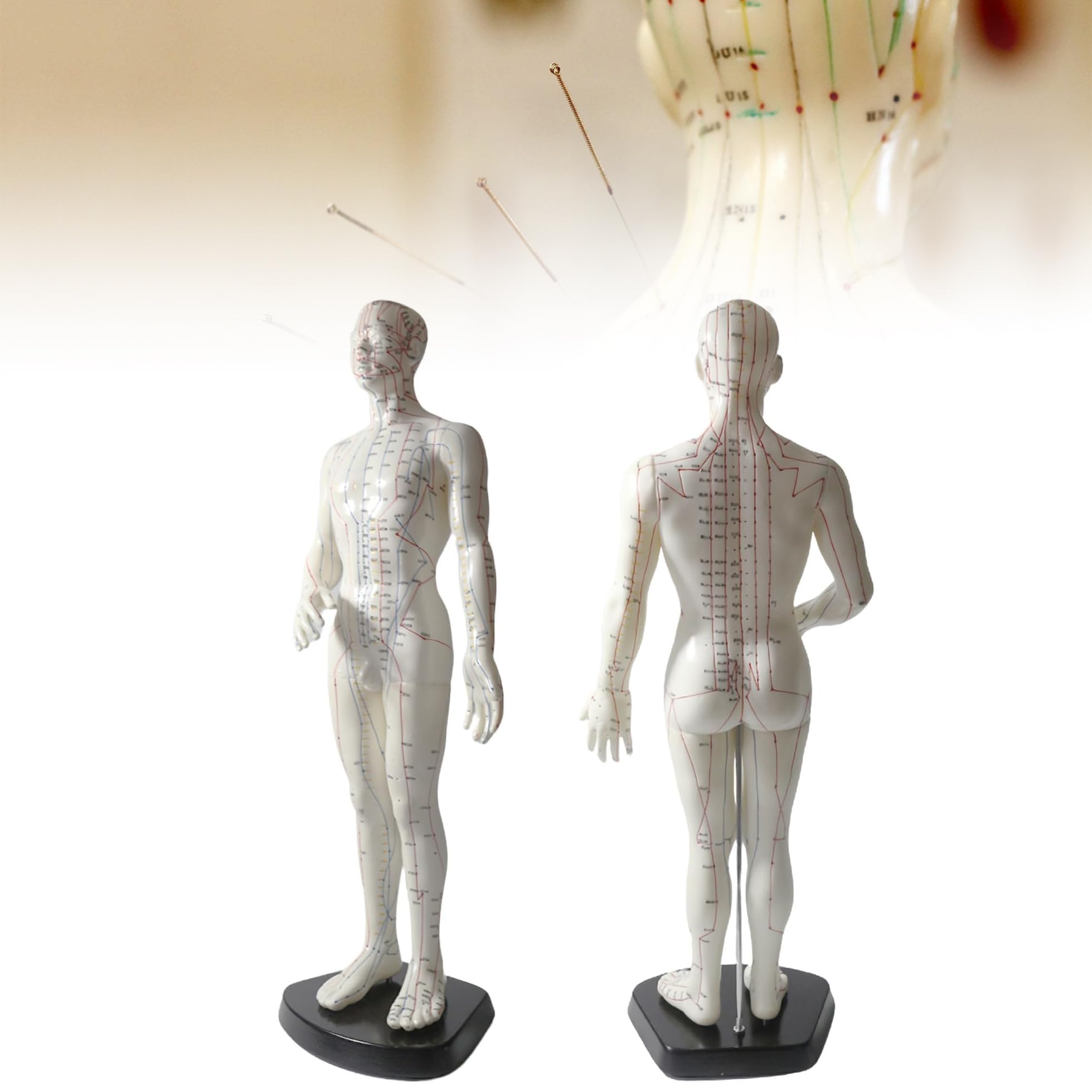 Modèle d'acupuncture masculin 50 cm en PVC souple