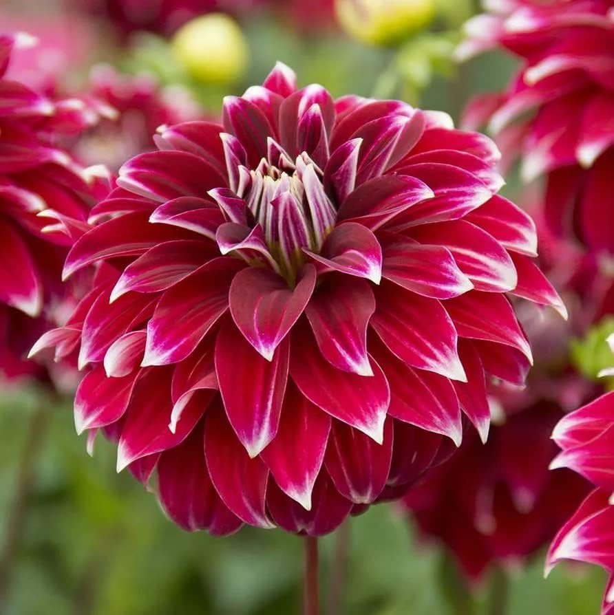 Bulbos de flores de roca de Dalia para plantar bombillas decorativas de dalia flores rojas y blancas raíces de dalia paquete de 2