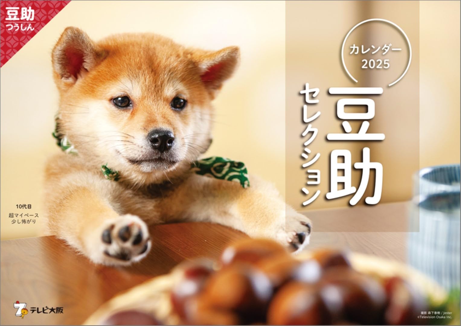 【6月】豆柴助 豆助んち019】豆助、歯磨きの練習中！＜柴犬・豆柴＞ - YouTube