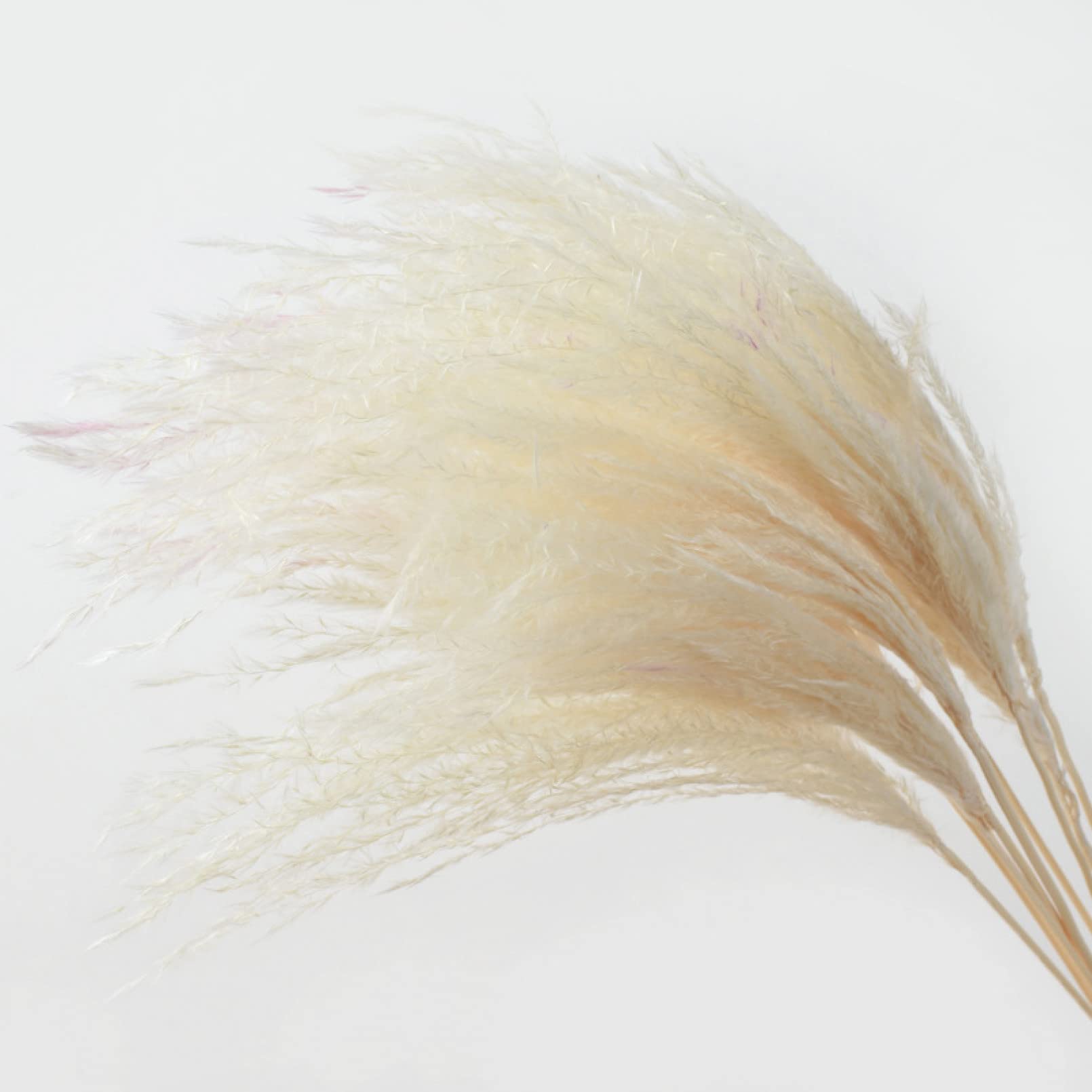 30 PCS Bulrush Fleurs Séchées Naturelles Vraies Fleurs d'herbe De Pampa pour La Décoration Phragmite De Mariage Grand Décor À La Maison