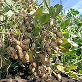 semi di arachidi valori nutrizionali È ammirato per la sua bellezza.