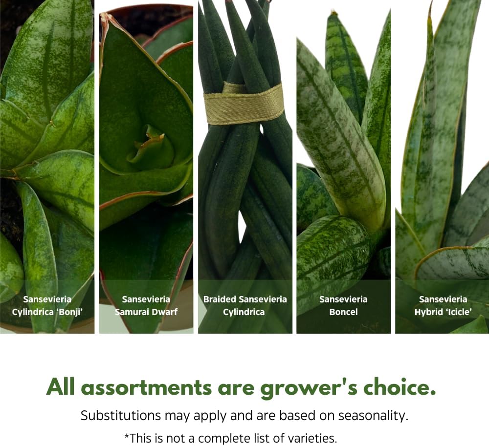BubbleBlooms Sansevieria Snakeplant Variety Bundle, Braided cylindrica Dragon Fingers, Samurai Dwarf ehrenbergii, Cylindrical Starfish Snake Plant boncel