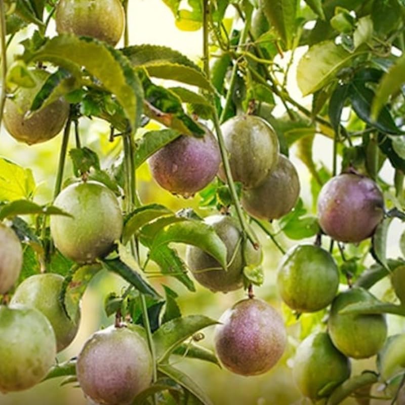 Pack 2 Mixed Passion Fruit Vine Plant Live, Perennial Tropical Fruit Tree for Garden or Trellis, 5-10 Inches Tall