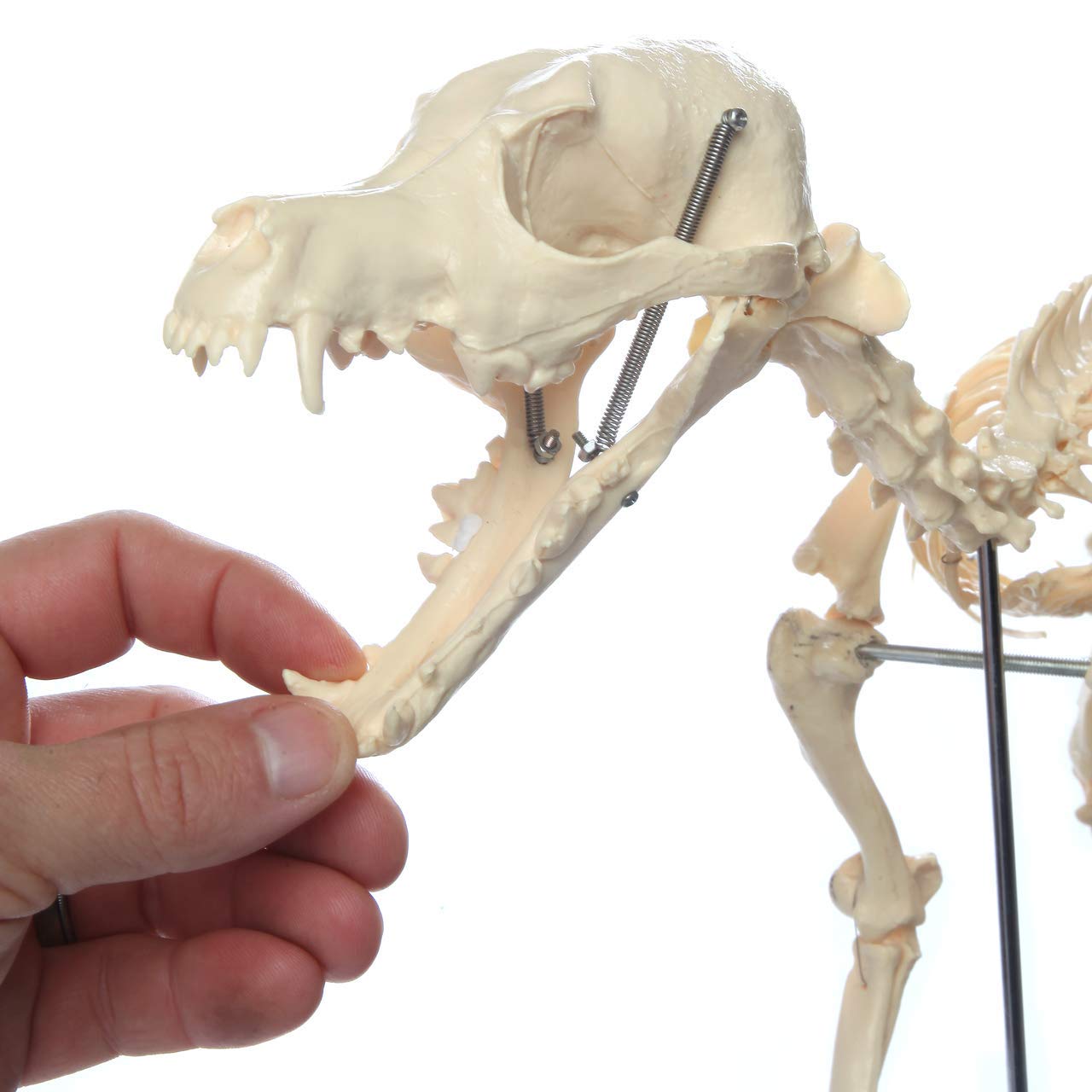 Model systemu szkieletowego premium psa, szkielet psa, standardowy rozmiar, układ szkieletowy psa, model anatomiczny, 30 cm wysokości - jakość medyczna, montowany do podstawy model nauczania anatomii