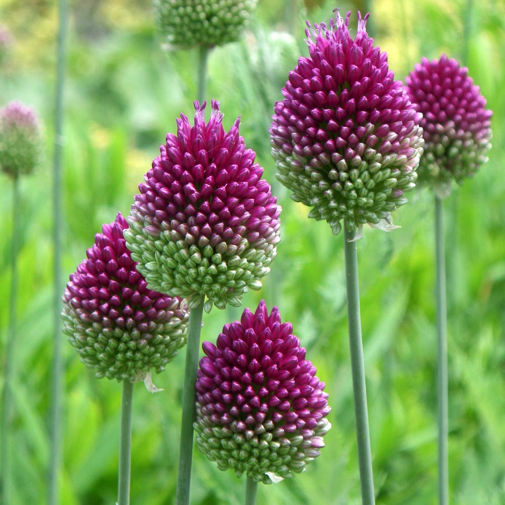 Pack Of 50 Allium Sphaerocephalon Drumsticks Bulbs Amazon Co Uk Garden Outdoors
