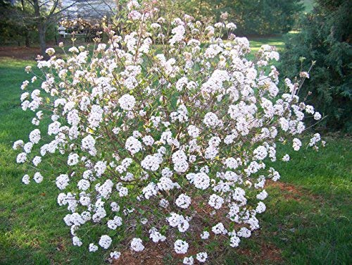 Mohawk Viburnum - Fragrant Snowball Bush - Live Plant Shipped 1 To 2 Feet Tall By Das Farms (No California) #TOP21
