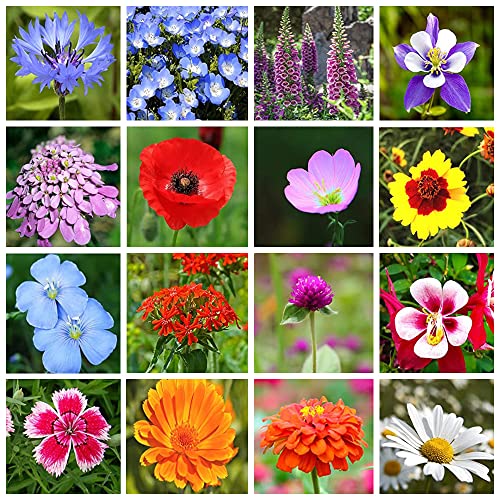 10000+ Mix Wildflower Seeds Bulk Package 16 Varieties Perennial Bulk Packet Seeds For Planting, 90% Pure Live, Attracts Bees, Butterflies, Hummingbirds, Pollinators, Easy To Grow & Maintain #TOP5