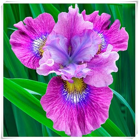 Amazon 3つのとんびの花の球根の 造型は独特で 栽培に値して 観賞性はきわめて良くて 色は鮮やかです 世界的に有名で カラフルで 大きくて神秘的な花の装飾 2 3球根 花 Amazon 3つのとんびの花の球根の 造型は独特で 栽培に値して 観賞性はきわめて良くて 色は鮮やかです 世界的に有名で カラフルで 大きくて神秘的な花の装飾 2 3球根 花