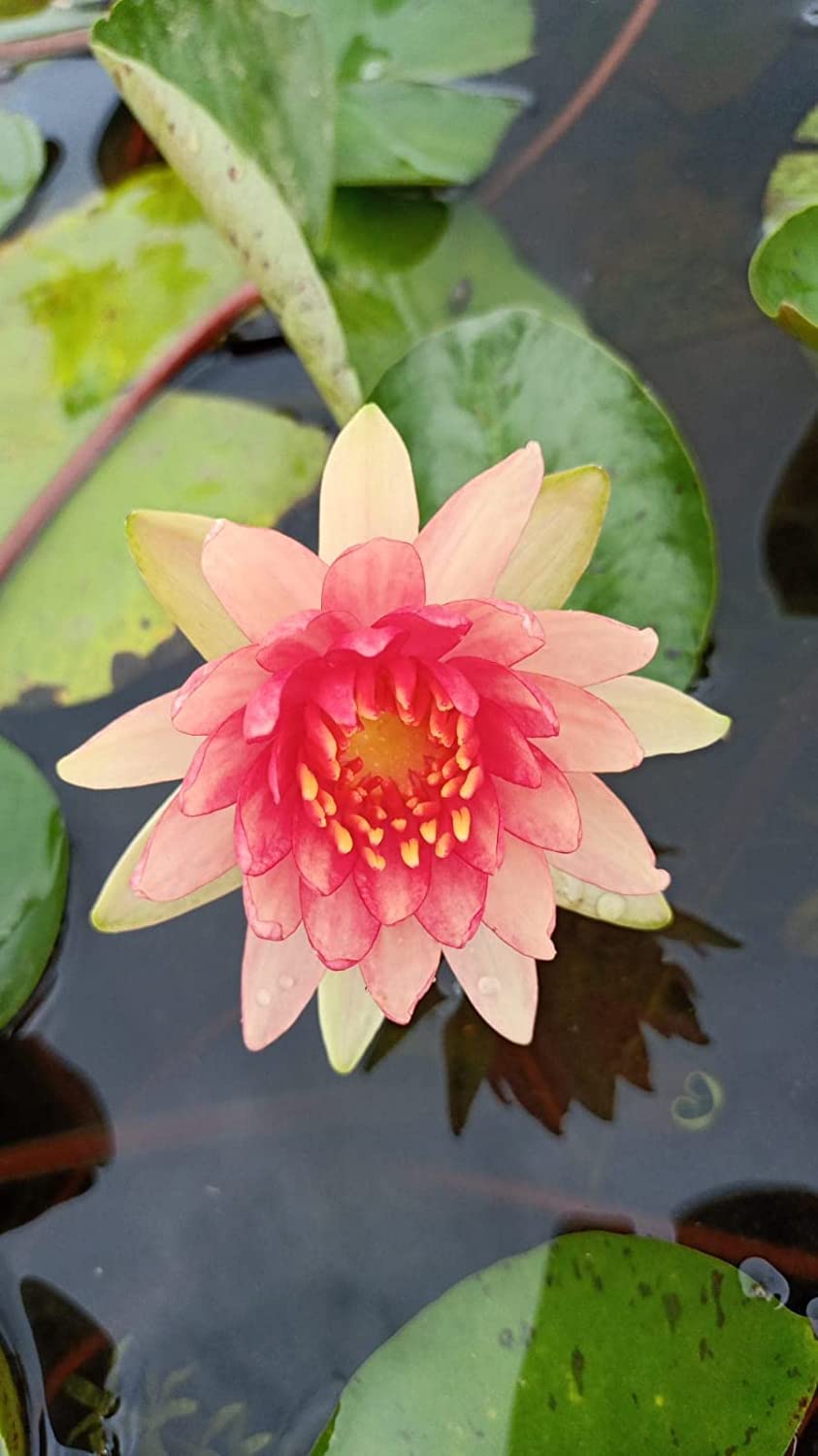 Lily Pond Store - Steven Strawn Live Hardy Waterlily Plant