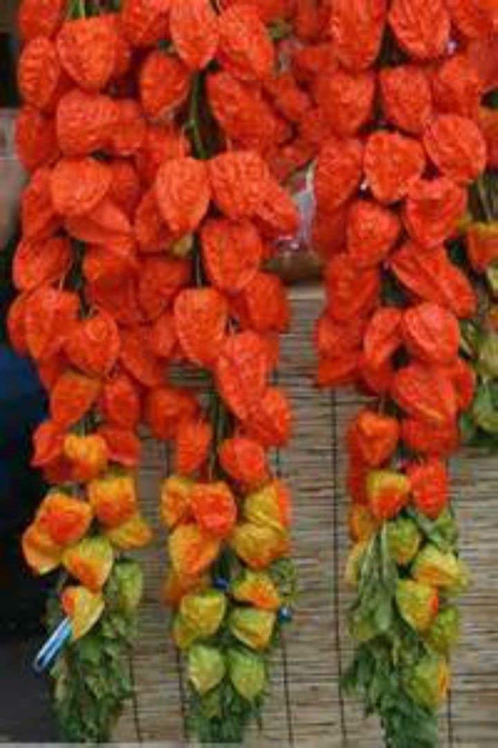 Chinese Lantern 15 Semi! PER ARTIGIANATO/DECORAZIONE