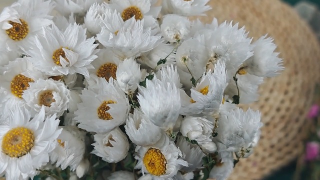 Ramo de Flores Secas Margarita Blanca Natural miniatura 7