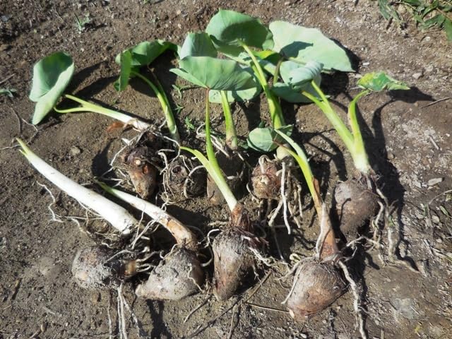 Amazon.co.jp: 417.6.3すぐ植え付け出来る 芽だし里芋 土垂れ 芋苗 4苗