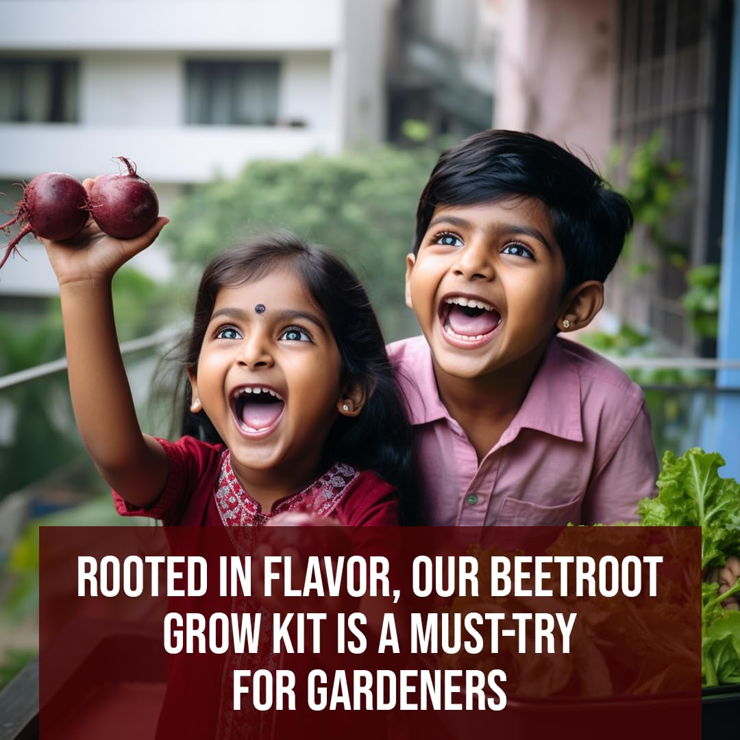 Sattvishtik Grow Box Beetroot Vegetable Kit for Kids | Pack of 1 | Eco Friendly Gift for Kids | Beginner Gardeners | DIY | Easy Grow it Yourself Gardening Kit for Home & Garden 2