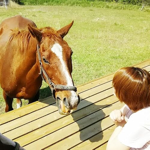 [ふるさと納税]霧島アート牧場 馬とふれあう&ペットと宿泊できる コテージ POSY 1泊2日 宿泊券 1名様分[入金確認後、1ヶ月以内に発送予定]