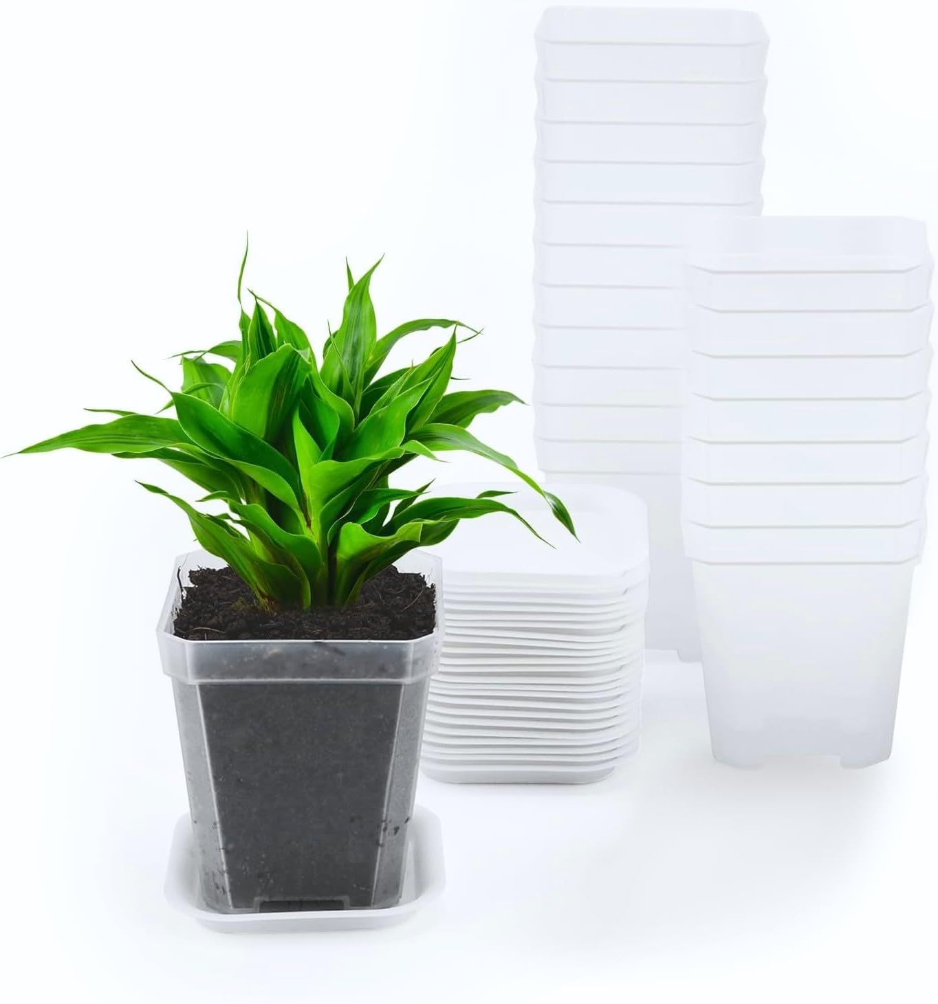 50 Piezas Claro Macetas Cuadradas, 7CM Macetas de Plástico Grueso Macetero Suculento Macetas de Vivero con Agujeros de Drenaje y Palet para Plantas Pequeñas en Macetas