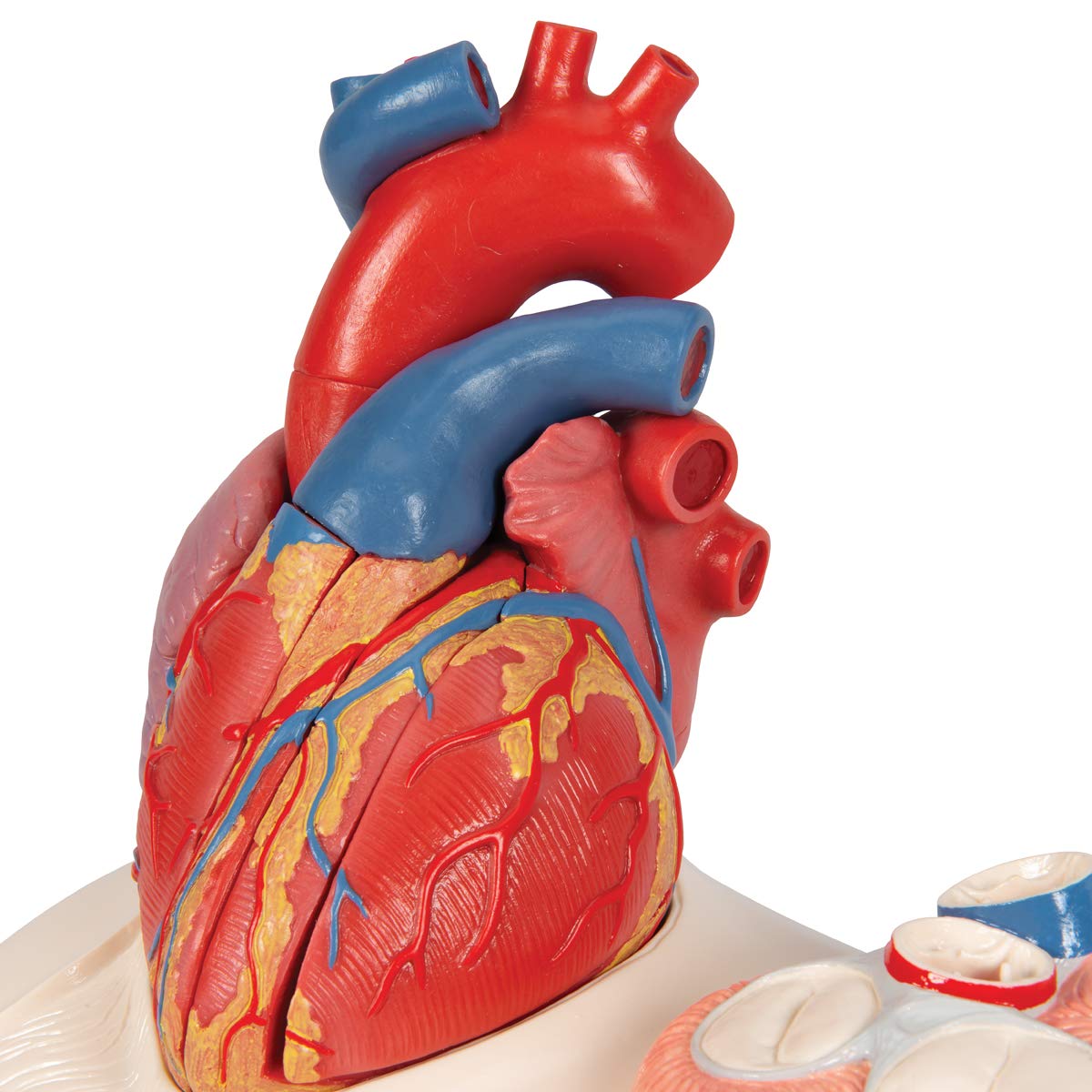 3B Scientific naukowa anatomia człowieka - model serca na podstawie, 5 części darmowe oprogramowanie anatomiczne - 3B Smart Anatomy