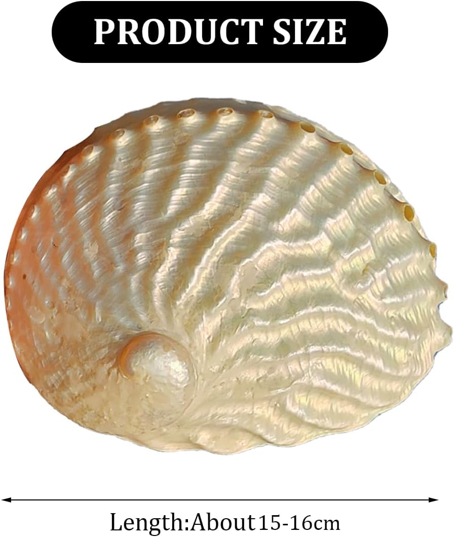 Ocean Conch Jumbo Seashells ， Natural Sea Shells, Large Natural Abalone Sea Shells 15-16Cm, Abalone Sea Shell One Side Polished Beach Craft Perfect for Home Decorations Party