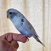 Amazon Com 8 In 1 Ultracare Mite And Lice Spray 8 Ounce Pump Pet Supplies Amazon Com 8 In 1 Ultracare Mite And Lice Spray 8 Ounce Pump Pet Supplies