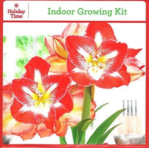 Amaryllis Amaryllis