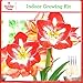 Amaryllis "Minerva" Indoor Growing Kit - Large flower bulb / growing medium / plastic pot