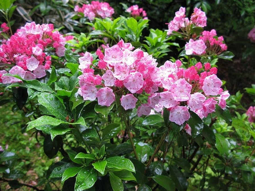 Mountain Laurel Seeds Pink and White Cup-Shaped Blooms Broadleaf Evergreen Shrub Native Eastern US (1000 Seeds)