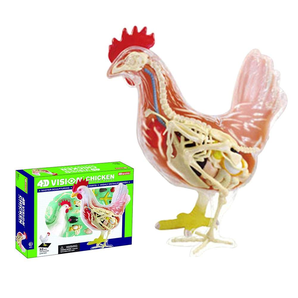 Buy Generp Animal Anatomy Toy, 4D Vision Chicken Anatomy Toy, Animal