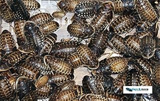 50 Medium Forest Cockroach Cockroach in 1 Tin Practical, feed insects Animals product image