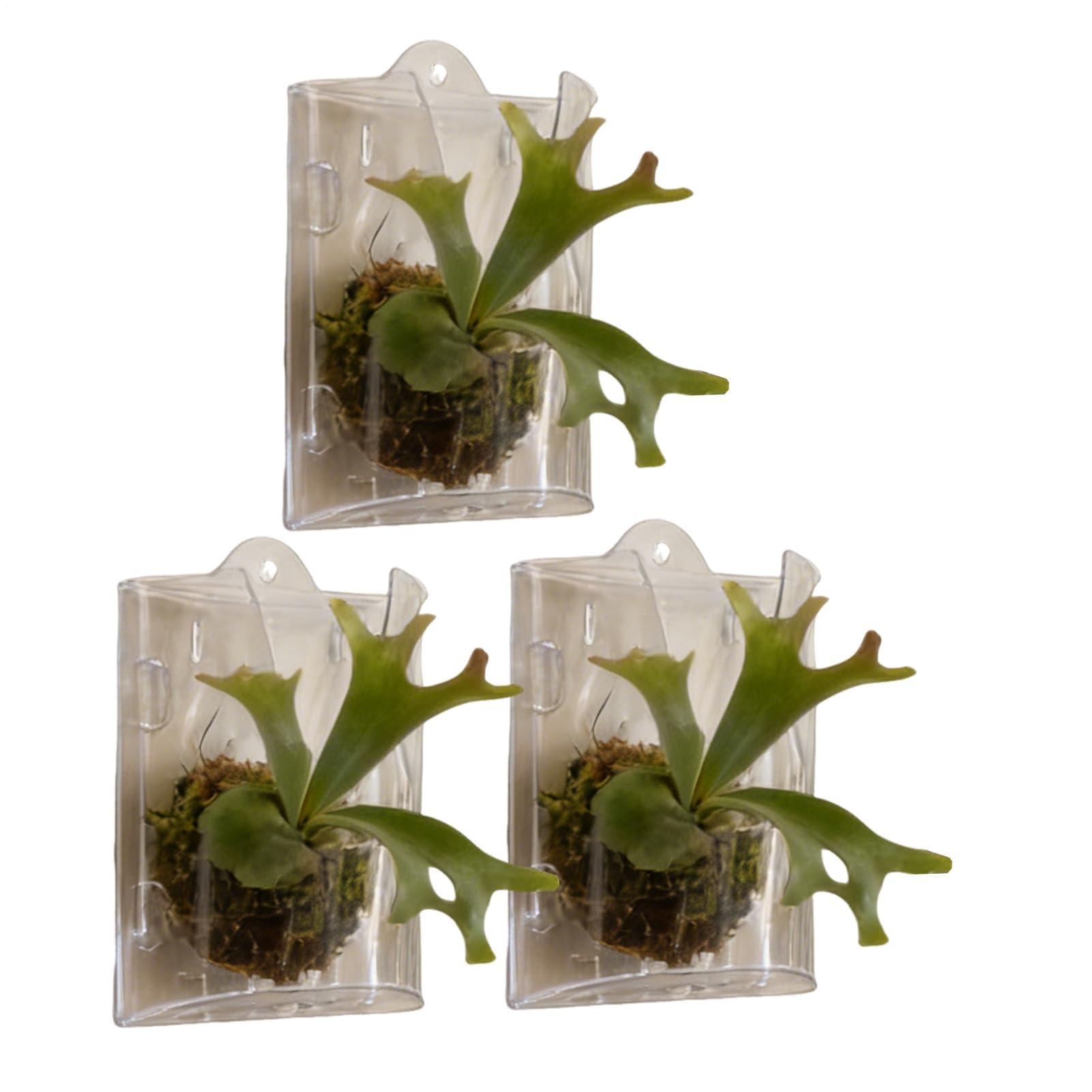 Staghorn Fern zestaw desek montażowych, 3 sztuki, drewniana donica ścienna, łatwy montaż, pionowa konstrukcja oszczędzająca miejsce do storczyków i roślin wiszących