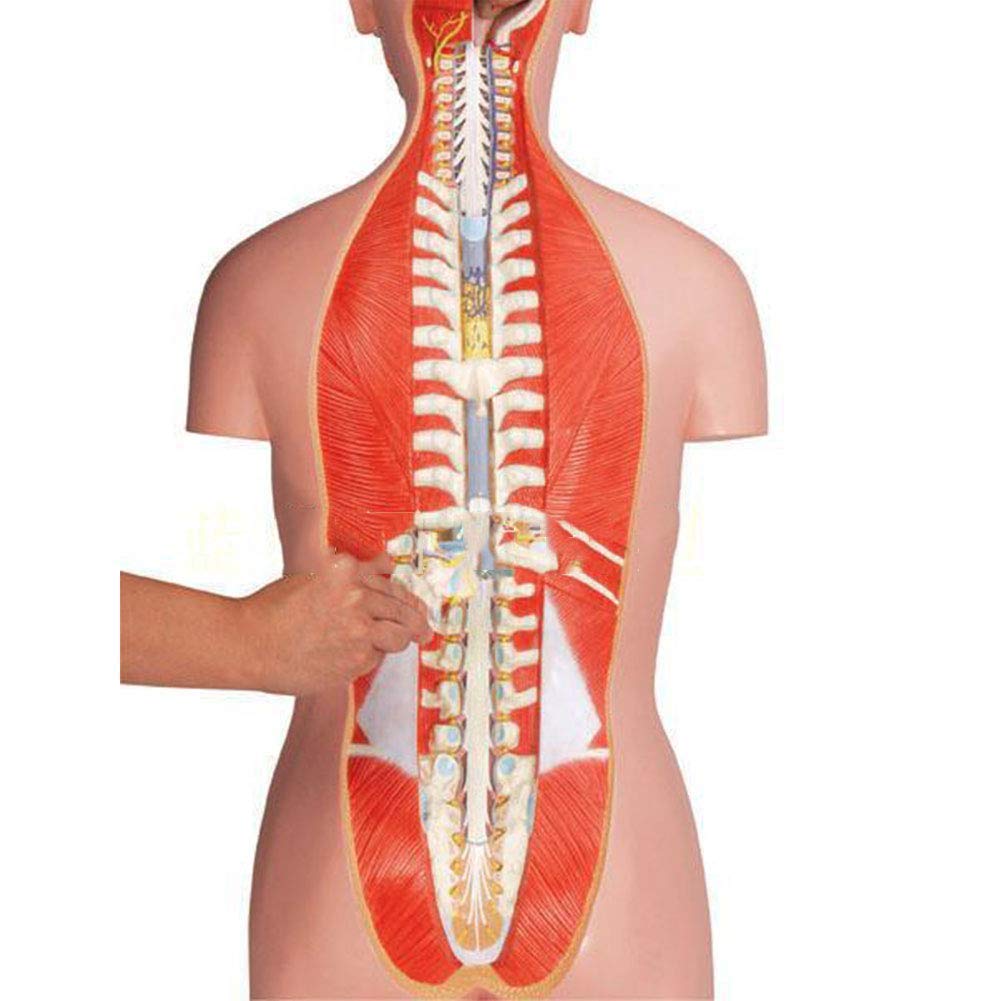 Amazon.co.jp: 85CM人間の胴体モデル人体解剖学解剖学的モデル