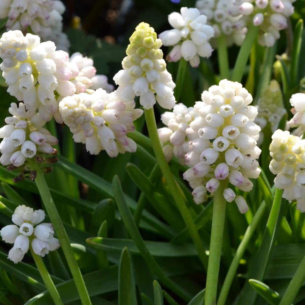 Blumenzwiebeln Muscari Traubenhyazinthe aucheri White Magic Perlhyazinthe (100 Zwiebeln)