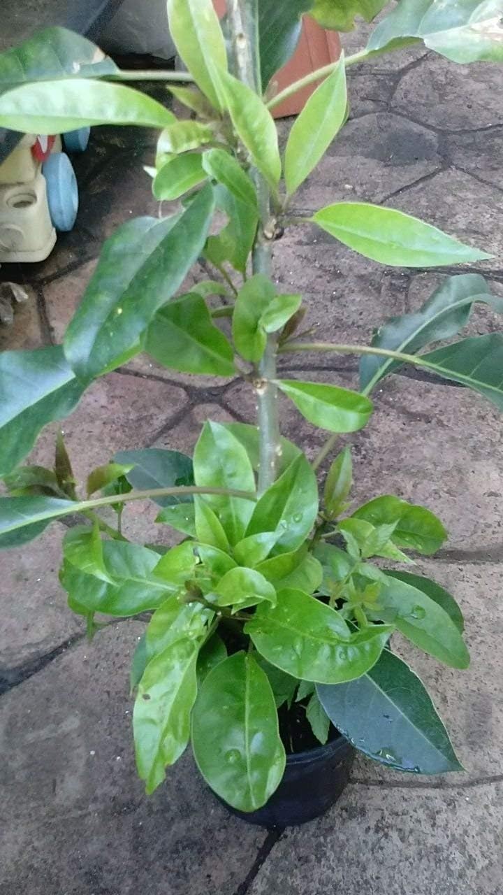 9EzTropical - Cup of Gold Vine - Solandra Maxima Plant - 1 to 2 Feet Tall - Ship in 1 Gal Pot