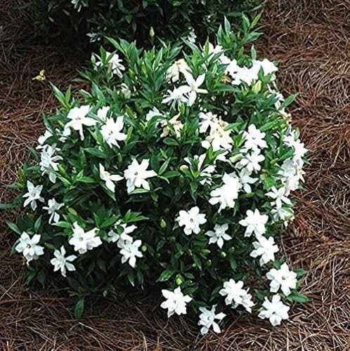 Cape Jasmine Plant 3-5" Tall - Frost Proof Gardenia Live Starter Plant for Growing Indoor