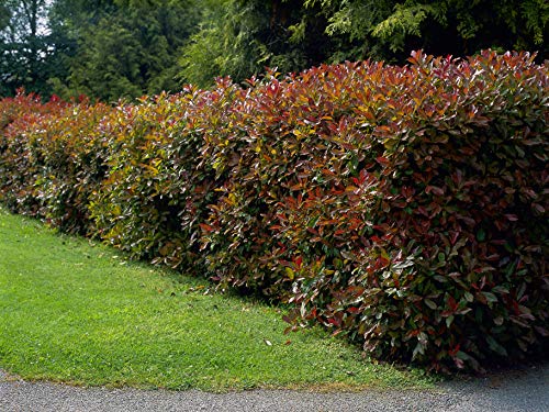Photinia Red Tip - 10 Live Plants - Photinia x Fraseri - Evergreen Landscape Shrub Photinia Red Tip - 10 Live Plants - Photinia x Fraseri - Evergreen Landscape Shrub