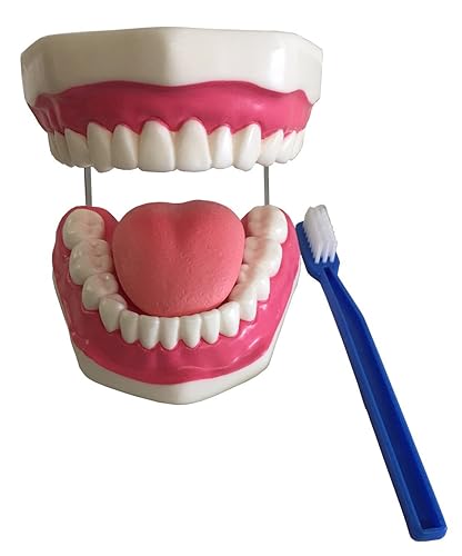 Modelo Anatomía Profesional Médico Cavidad Boca Cuidado de la Salud Cepillo dental IT-068 ANGELUS