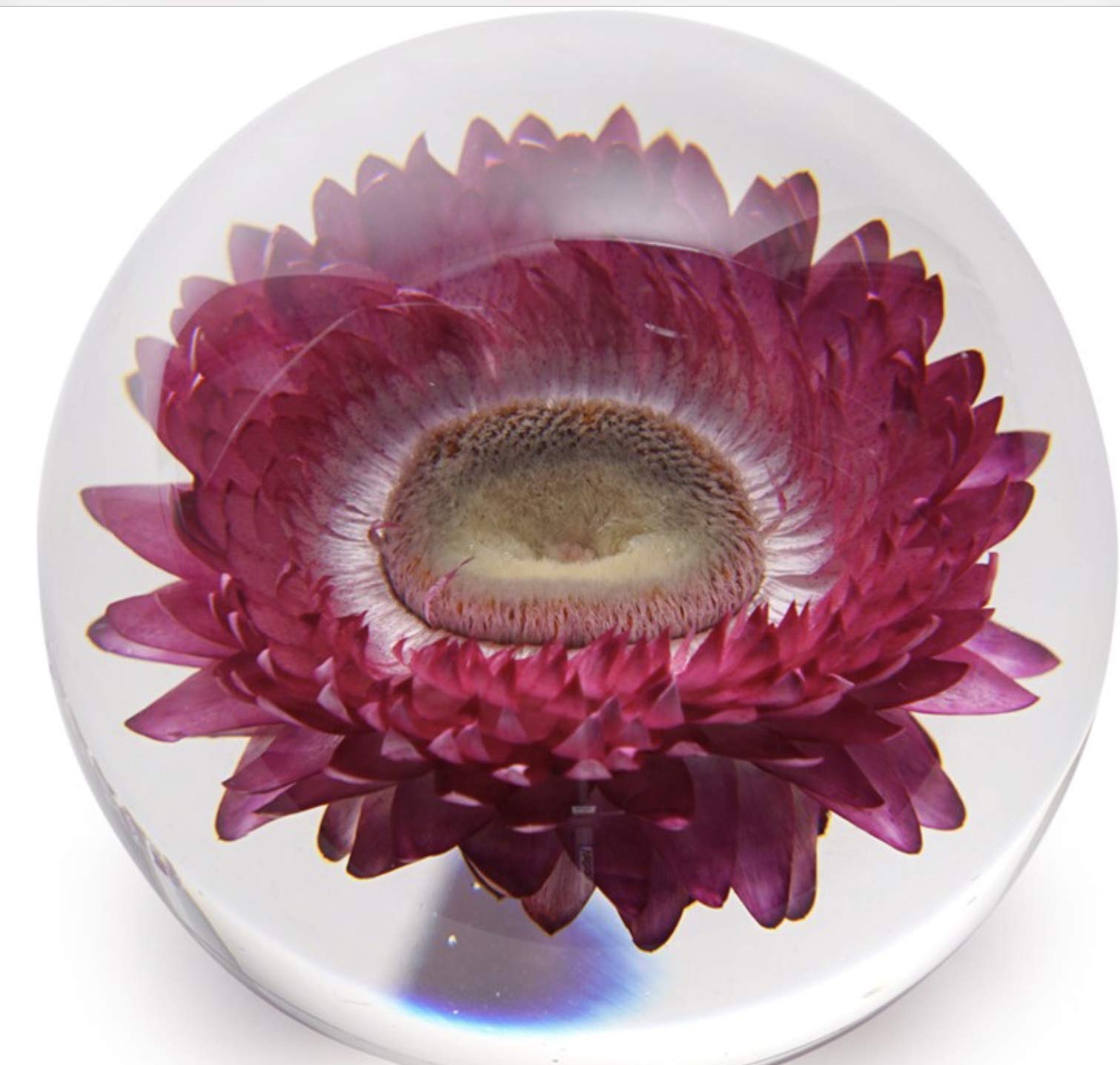 ペーパーウエイト　菊 Amazon | Dynasty Gallery FloraCulture ペーパーウェイト 菊