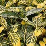 SANCHEZIA Ellen,Rare Tiger Plant 2.5' Pot - Easy to Grow House Plant