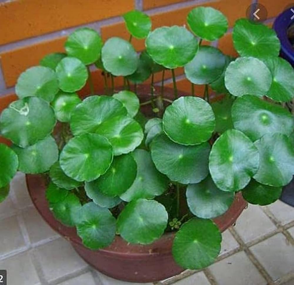 Greenursery Water Pennywort Indoor Plant for Home and Garden with Pot (Pack of 2)