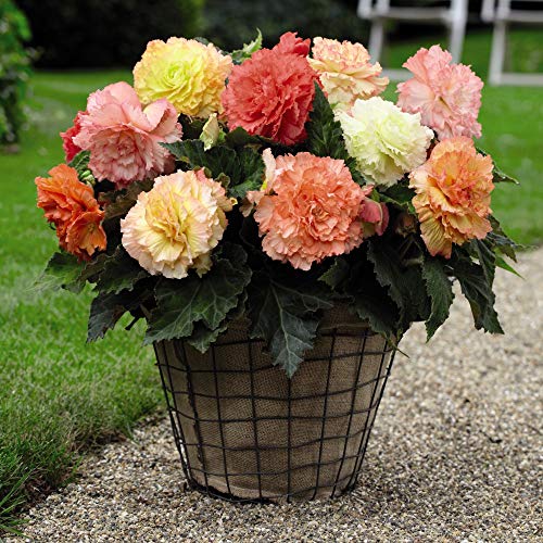 Begonia Giant Picotee Mixed 5 Tubers Size ¾ by Thompson and Morgan